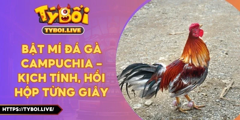 Bật Mí Đá Gà Campuchia - Kịch Tính, Hồi Hộp Từng Giây