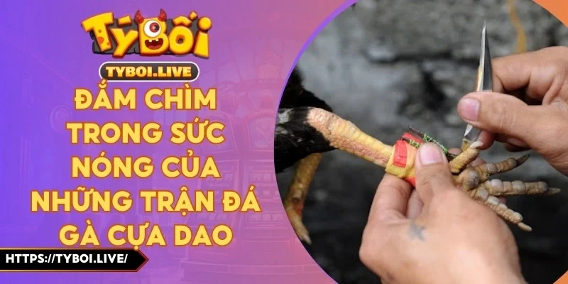 Đắm Chìm Trong Sức Nóng Của Những Trận Đá Gà Cựa Dao