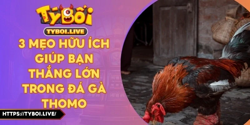 3 Mẹo Hữu Ích Giúp Bạn Thắng Lớn Trong Đá Gà Thomo