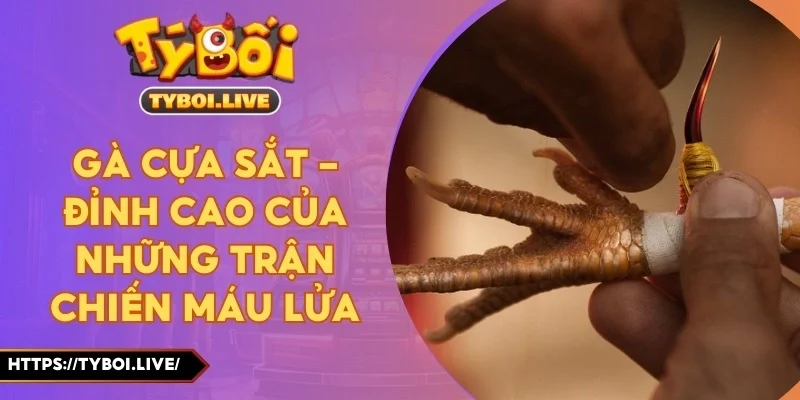 Gà Cựa Sắt – Đỉnh Cao Của Những Trận Chiến Máu Lửa