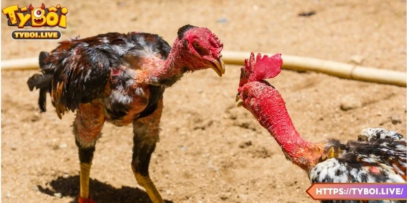 Khám phá các loại kèo cá cược trong đá gà Thomo
