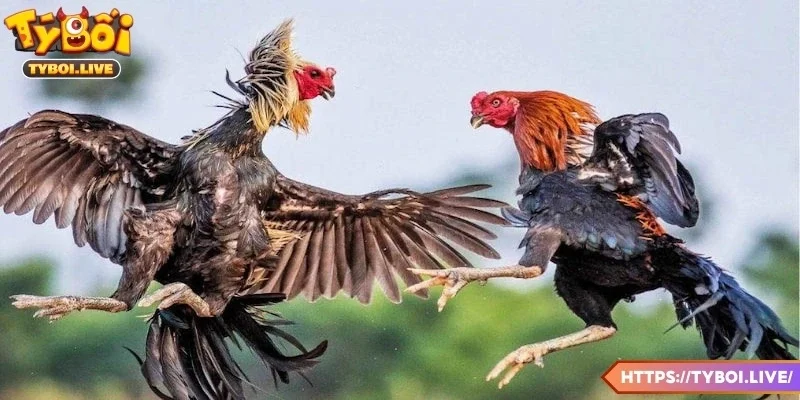 Màn hình phát trực tiếp đá gà kịch tính