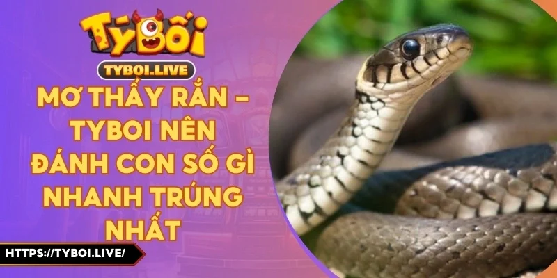 Mơ Thấy Rắn - Tyboi Nên Đánh Con Số Gì Nhanh Trúng Nhất