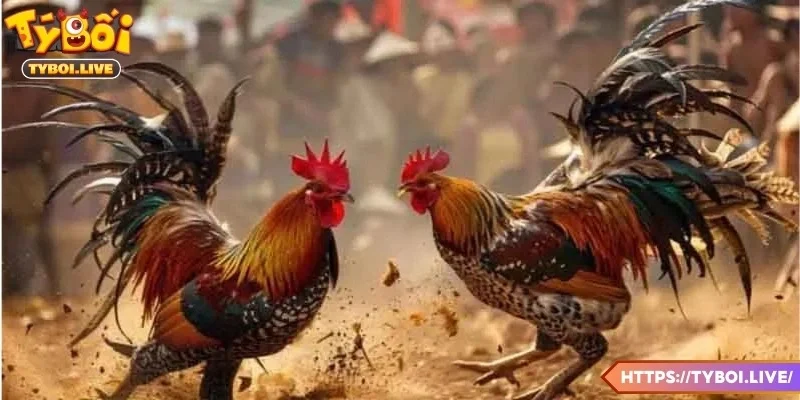 Quy trình chuẩn bị giao đấu của chiến kê